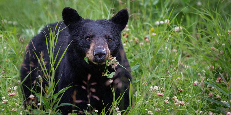 animal de japon - Qué animales forman la biodiversidad de la fauna japonesa