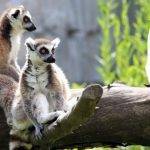 Animales sorprendentes de Madagascar