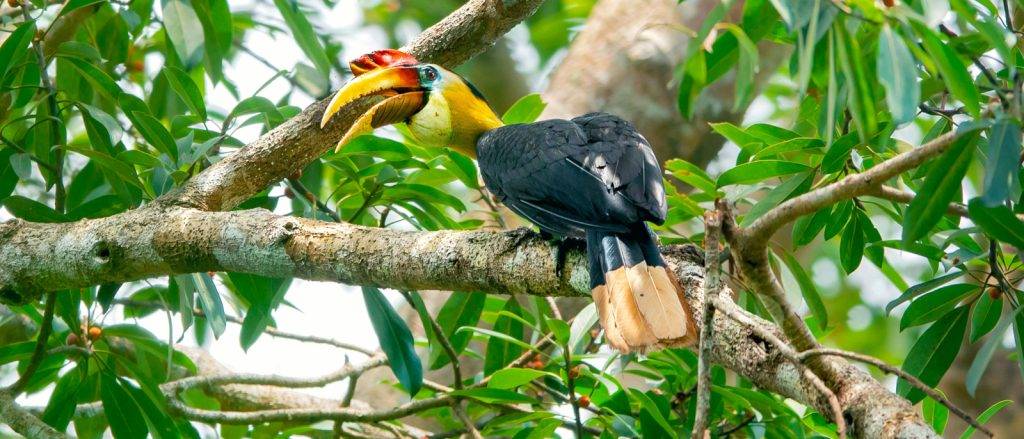 animal de tailandia - Qué animales representan un peligro en Tailandia