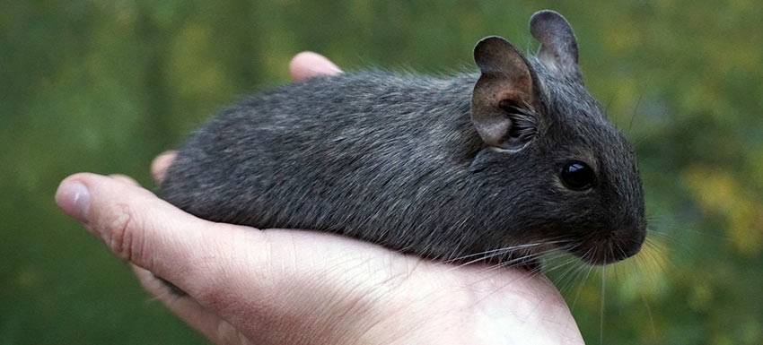 animal degu - Cuáles son los beneficios de tener un degú como mascota