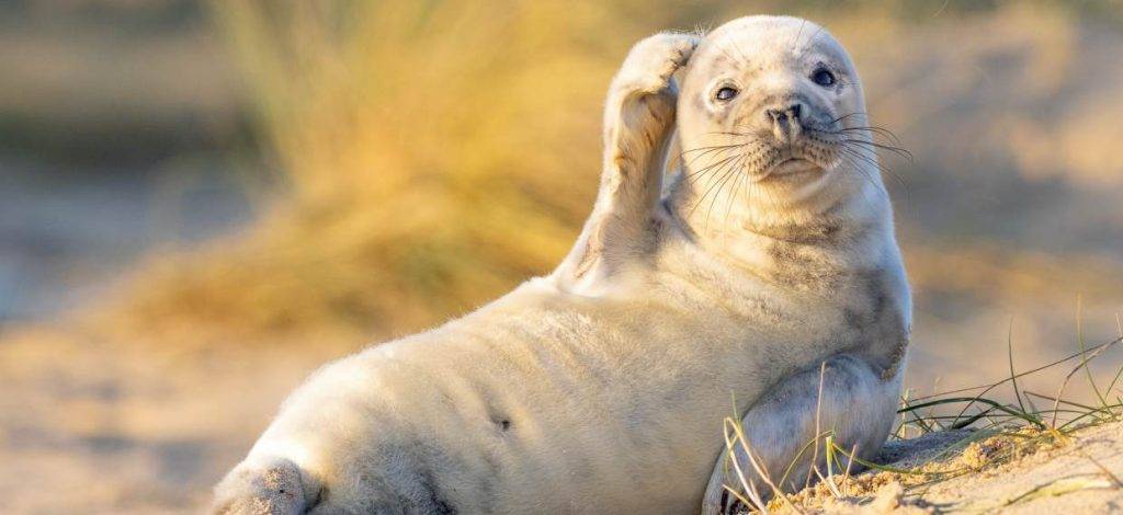 animal divertido - Cuáles son los animales más graciosos que existen