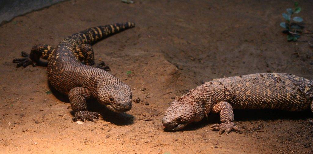 animal lagarto grande - Cuál es el lagarto más grande del mundo y dónde habita