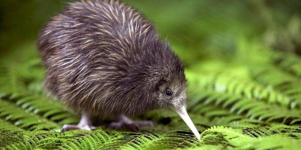 animal le kiwi - Características, hábitat y alimentación de los kiwis