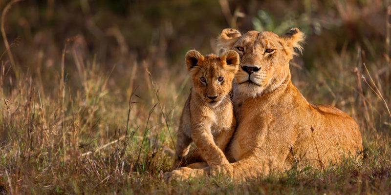 animal mamifero ejemplos - Mamíferos: Características, Tipos y más de 70 ejemplos