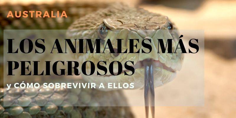 animal mas peligroso de australia - Cuáles son los animales peligrosos más comunes en Australia