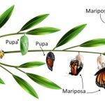 Qué animales experimentan metamorfosis durante su desarrollo