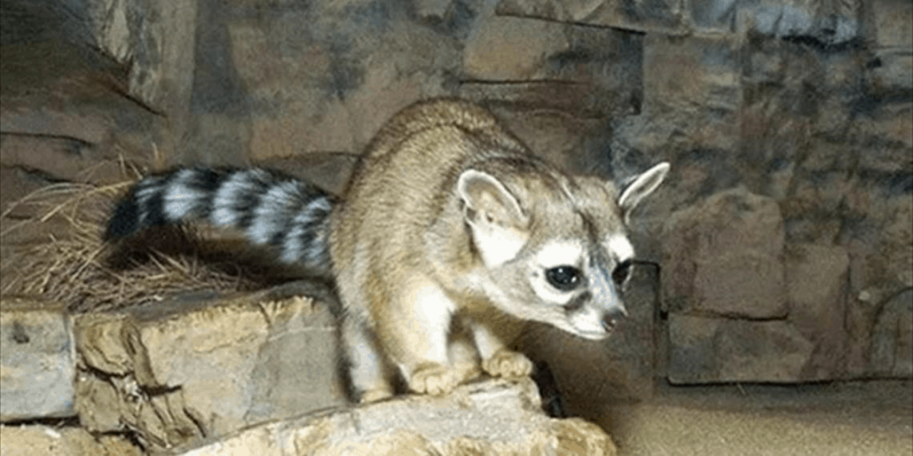 animal parecido a la ardilla - Cuáles son los roedores más comunes como mascotas