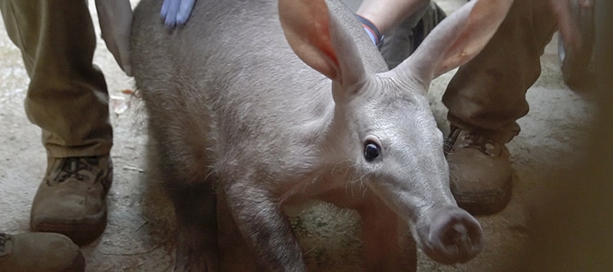 animal parecido al canguro - Tipos de marsupiales en Australia: Descubre su diversidad