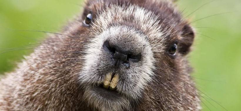 animal parecido al castor 3 - Cuáles son los roedores más grandes del planeta