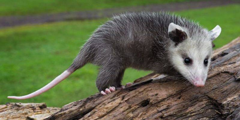 animal pequeno que vive en los arboles - Cuáles son los animales pequeños que viven en los árboles