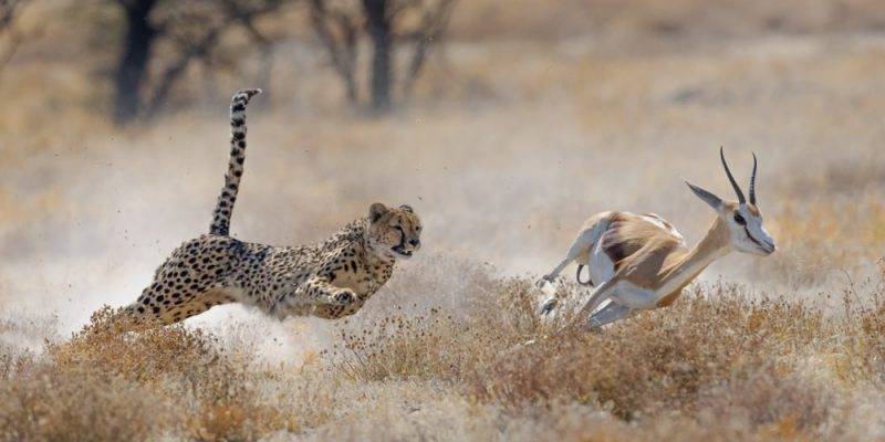 animal presa - Características y ejemplos de presas animales