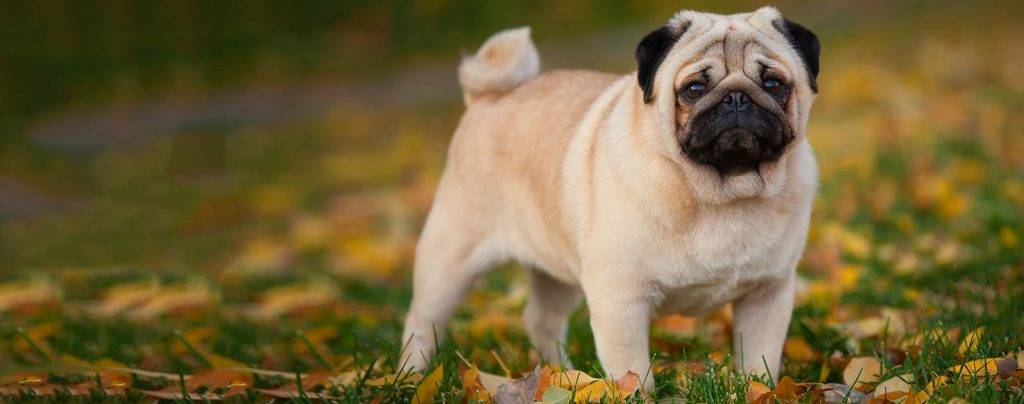 animal pug - Diferencias entre Pug y Carlino: Temperamento y Características