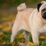 Diferencias entre Pug y Carlino: Temperamento y Características