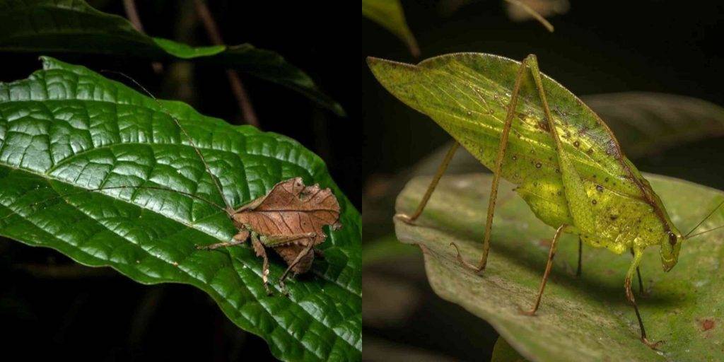 animal que se camufla - Cómo los animales se camuflan para protegerse en su entorno