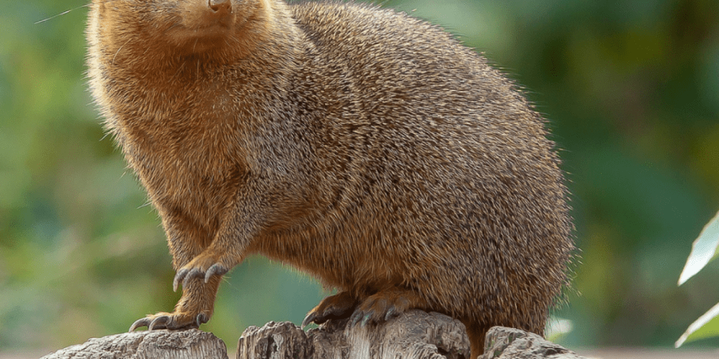 animal representativo de cuba - Cuáles son los animales más emblemáticos de Cuba