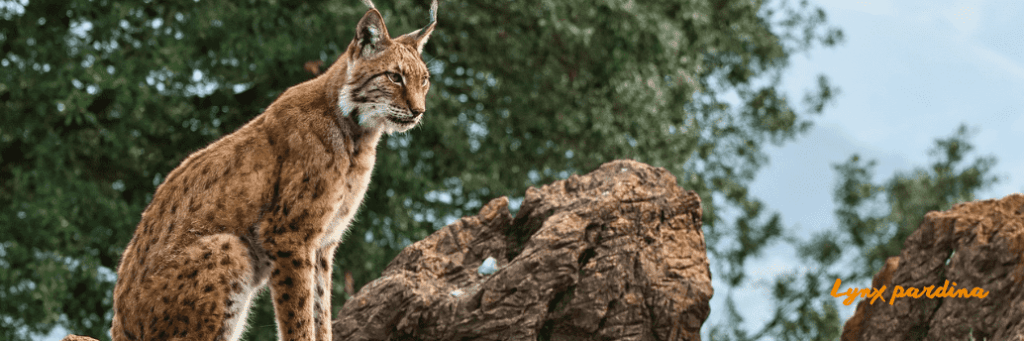 animal tipico de espana 1 - Cuáles son los animales endémicos de España