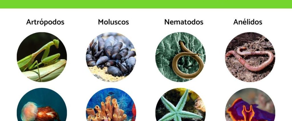 animales cnidarios ejemplos 1 - Animales Cnidarios: Características, Ejemplos y Reproducción