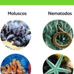 Animales Cnidarios: Características, Ejemplos y Reproducción