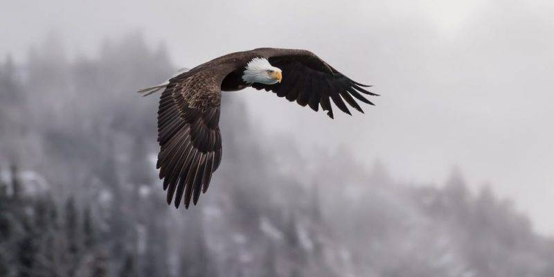 animales de alta montana - Descubre la fauna de alta montaña: 20 animales en las cumbres