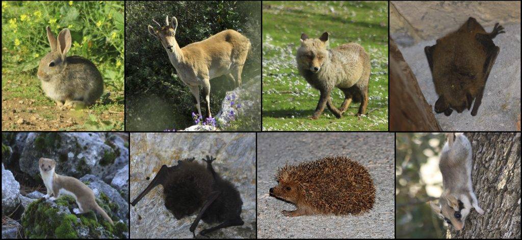 animales de estepa - Los 10 animales más fascinantes de la estepa