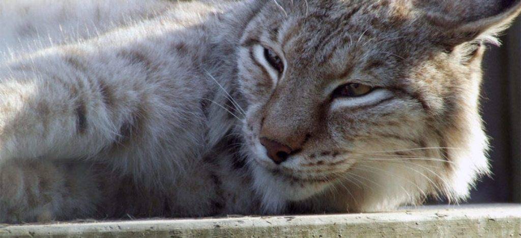 animales de la peninsula iberica - Qué animales singulares viven en la Península Ibérica