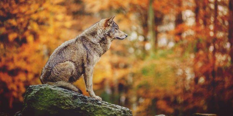 animales de la zona templada - Conoces la diversidad de animales del bosque templado