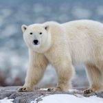 Cuáles son los animales que habitan en el Polo Norte