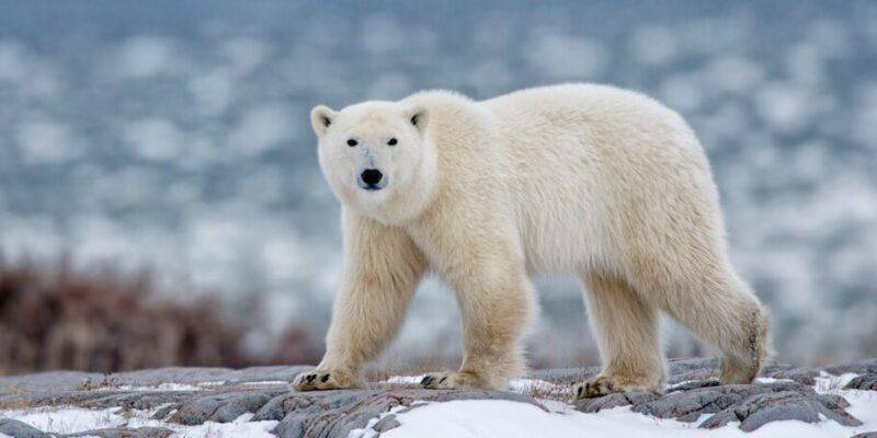 animales de los polos - Cuáles son los animales que habitan en el Polo Norte