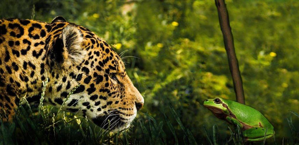 animales del amazonas peligrosos - Cuáles son los 11 animales más peligrosos del Amazonas