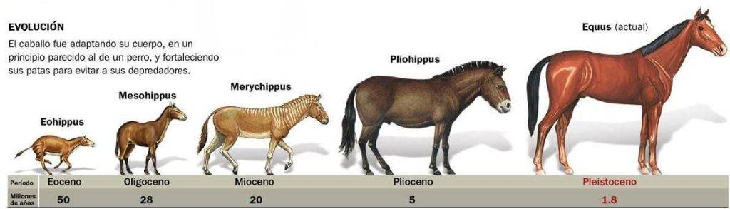 animales en evolucion - Cómo han evolucionado los animales a lo largo del tiempo