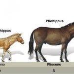 Cómo han evolucionado los animales a lo largo del tiempo