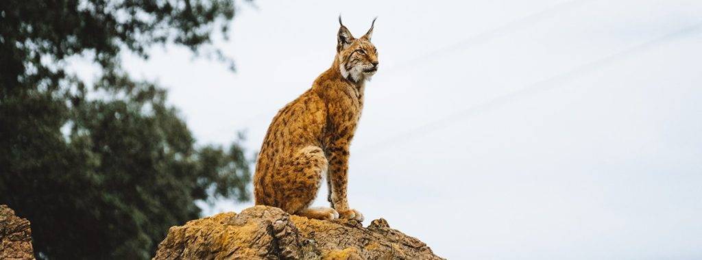 animales en peligro de extincion andalucia - Cuáles animales están en peligro de extinción en Andalucía