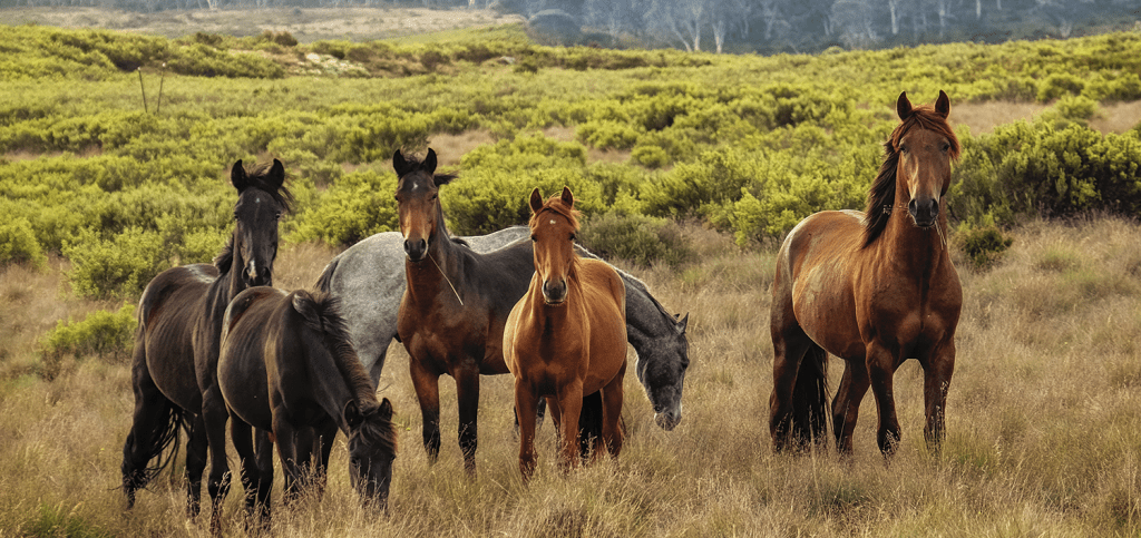 animales equinos - Qué son los équidos y cuáles son sus características