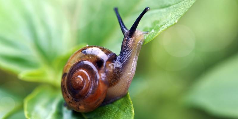 animales invertebrados bonitos - Cuáles son los insectos más coloridos y hermosos del planeta