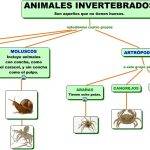 Cómo se clasifican los invertebrados en distintos grupos