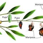 Cómo ocurre la metamorfosis en animales invertebrados