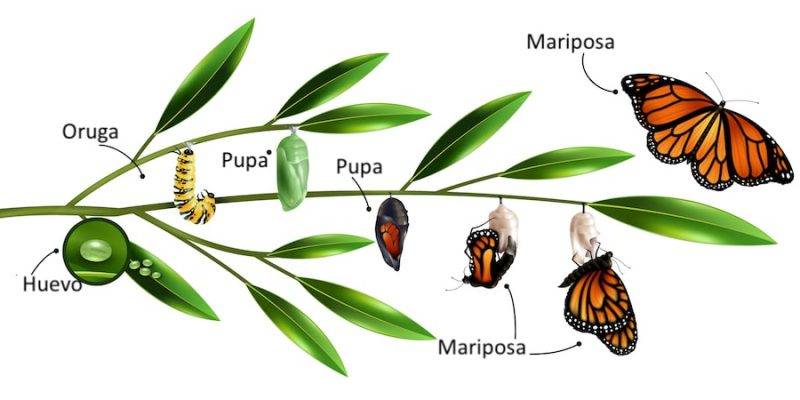 animales invertebrados que sufren metamorfosis - Cómo ocurre la metamorfosis en animales invertebrados