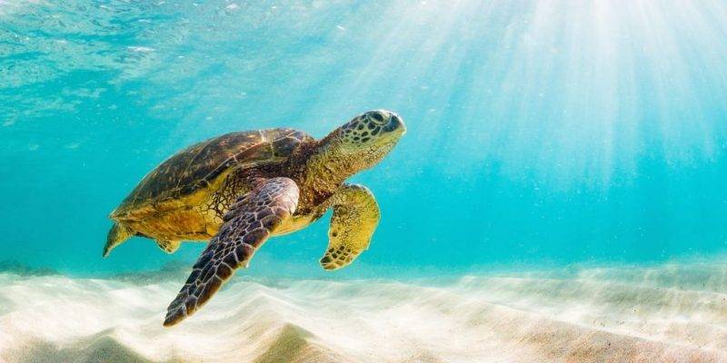 animales invertebrados tortuga - Es la tortuga un reptil o un anfibio