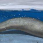 Cuáles son los 15 animales marinos más grandes del mundo