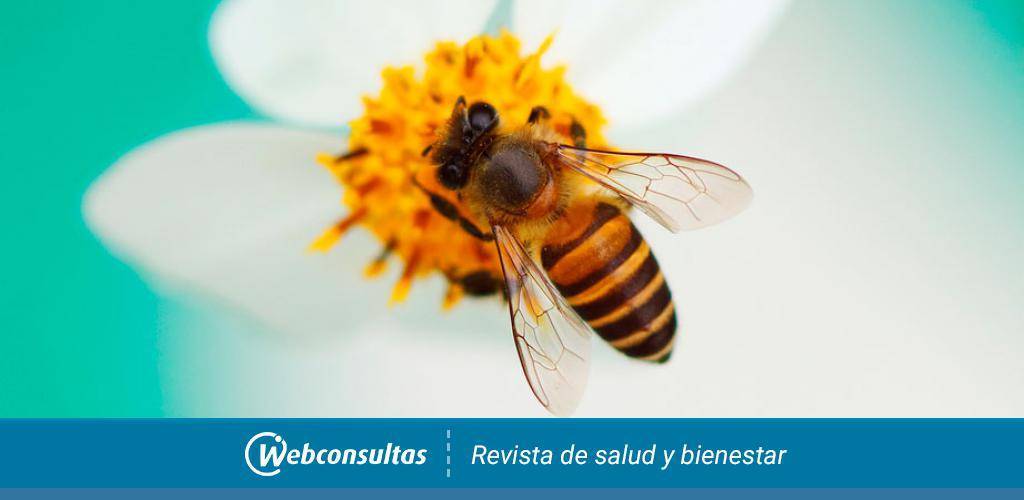 animales polinizadores - Conoces 15 especies cruciales en la polinización de plantas