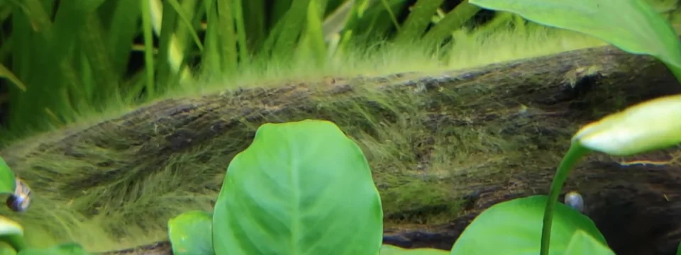 animales que comen algas - Mejores peces comedores de algas para tu acuario