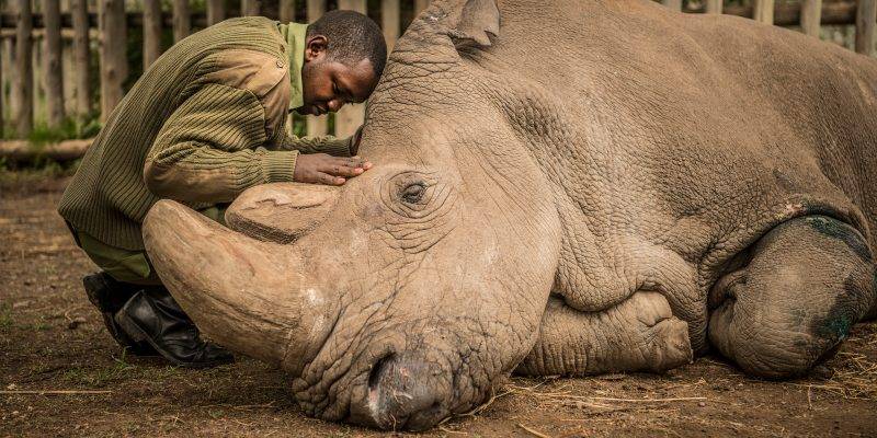 animales que extinguieron los humanos - Qué animales se han extinguido debido a la acción de los seres humanos