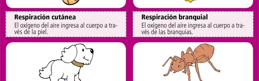 animales que respiren por traqueas - Cuáles animales tienen un sistema respiratorio basado en traqueas