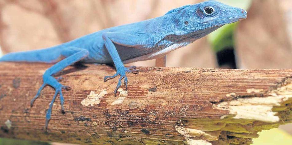 animales raros en colombia - Cuáles son los animales exóticos de Colombia