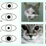 Qué es la anisocoria en gatos y cuál es su tratamiento