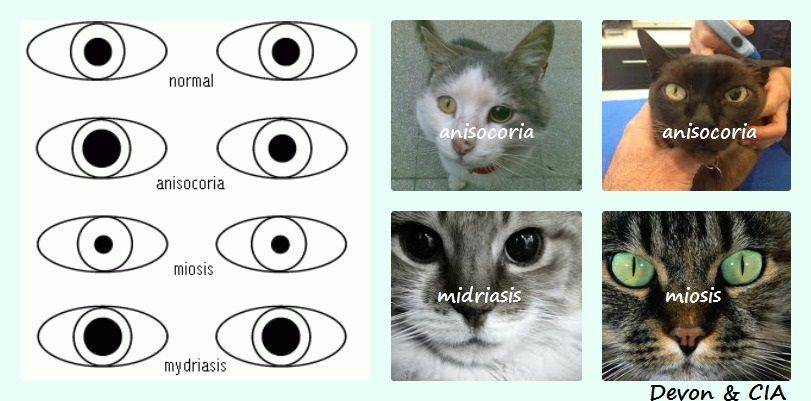 anisocoria en gatos - Qué es la anisocoria en gatos y cuál es su tratamiento