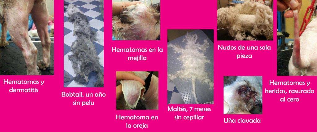 ano del perro inflamado - Cómo aliviar las glándulas anales inflamadas de un perro