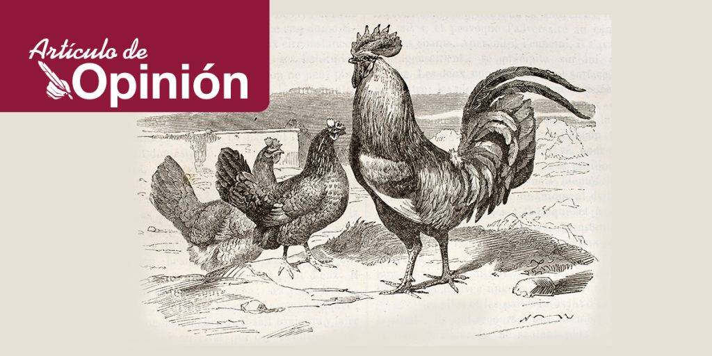 antepasado de la gallina - Origen y evolución de las gallinas a lo largo de la historia