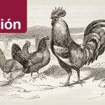 Origen y evolución de las gallinas a lo largo de la historia