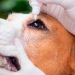 Cómo tratar la conjuntivitis en perros con antibióticos